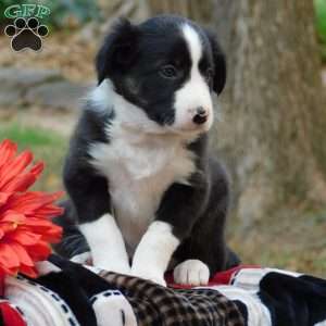Casey, Border Collie Puppy
